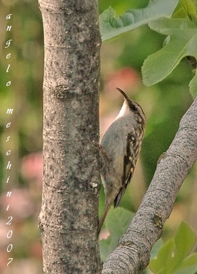 Rampichino Certhia brachydactila
